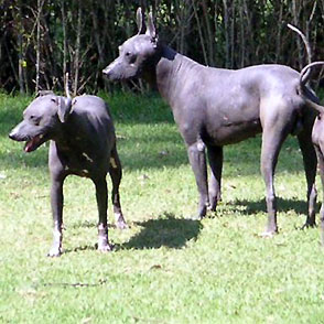 /dateien/mt18021,1288864622,mt259211236020596Xoloitzcuintle