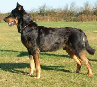 /dateien/mt18586,1267532351,beauceron1