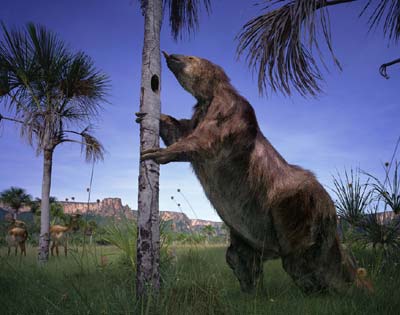 /dateien/mt20231,1135008357,evi megatherium large