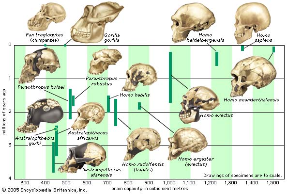 /dateien/mt2402,1277934245,hominidae-cranial-capa4hcm