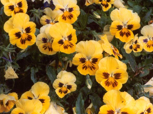 /dateien/mt25893,1261264059,pansy-flowers