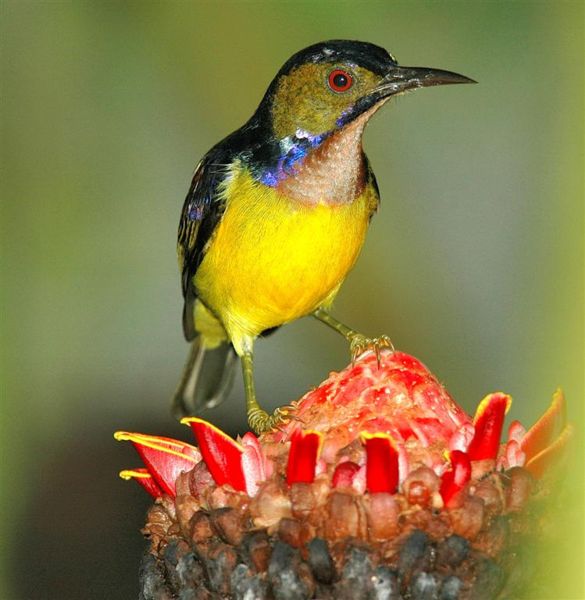 /dateien/mt25921,1287763818,585px-Plain-throated Sunbird