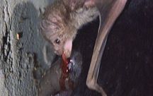 /dateien/mt31623,1233927871,fledermaus vampirtier