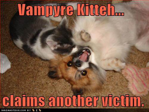 /dateien/mt31623,1236006191,funny-dog-pictures-vampire-cat-claims-another-victim-and-it-is-your-dog