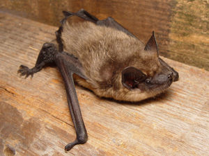 /dateien/mt31623,1263511079,300px-Eptesicus serotinus