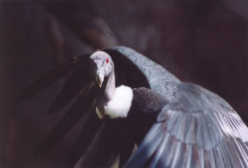 /dateien/mt31623,1275855221,Vogel-dunkel-unheimlich-Condor-Condor-Schwarz-Animal-510x510