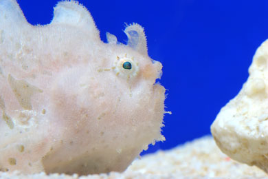 /dateien/mt33891,1186227656,frogfish