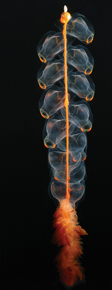 /dateien/mt33891,1187648988,physonect siphonophore051214