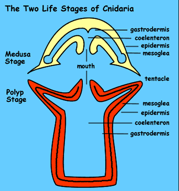 /dateien/mt33891,1191927332,cnidaria stages