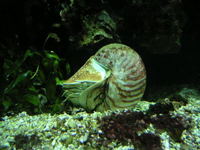 /dateien/mt33891,1209737914,nautilus