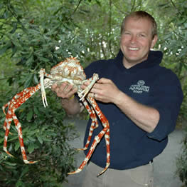 /dateien/mt33891,1213769327,JapaneseSpiderCrab 004