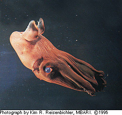 /dateien/mt33891,1214624843,Vampyroteuthis infernalis2