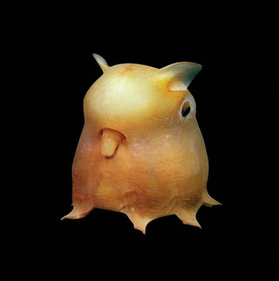 /dateien/mt33891,1214825546,dumbo-octopus