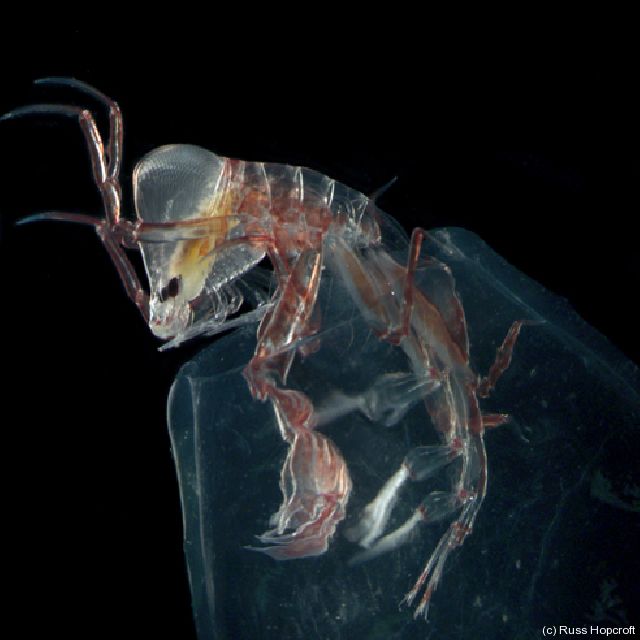 /dateien/mt33891,1216470958,20070207-amphipod-phronema-russ-hopcroft-sm-160241