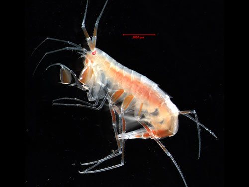 /dateien/mt33891,1216470976,amphipod hopcroft