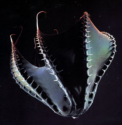 /dateien/mt33891,1216477138,vampyroteuthis