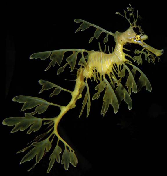 /dateien/mt33891,1216481859,seadragon img 0