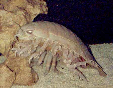 /dateien/mt33891,1216491555,isopod00