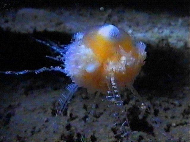 /dateien/mt33891,1216964463,MKramer-staatskwal6-Hydrozoan-Deep Sea Jellyfish-around South Africa