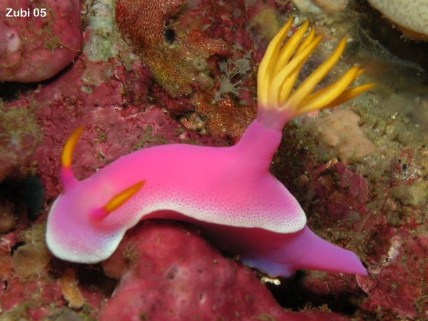 /dateien/mt33891,1216979298,Hypselodoris-apolegma10