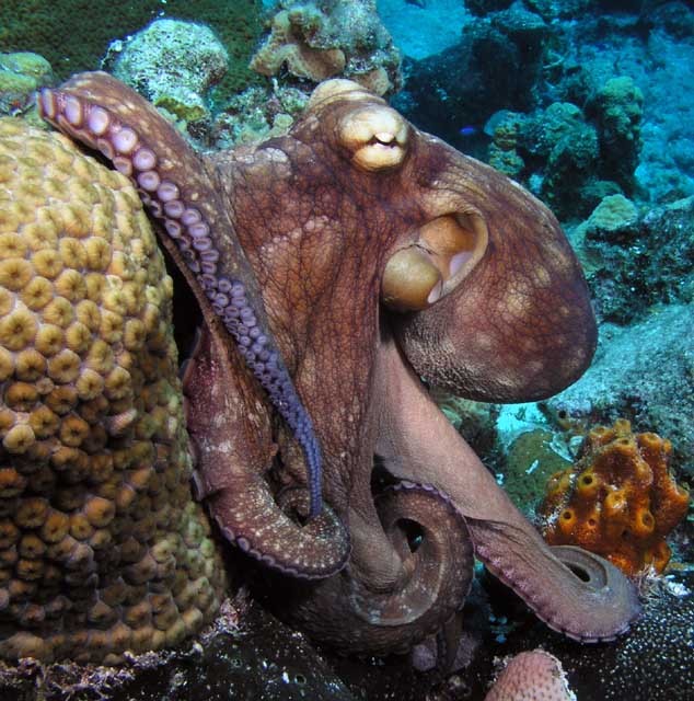 /dateien/mt33891,1217676331,octopus