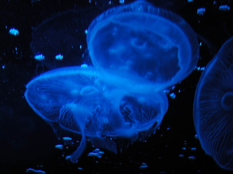 /dateien/mt33891,1217680164,25779259.bluejellyfish2