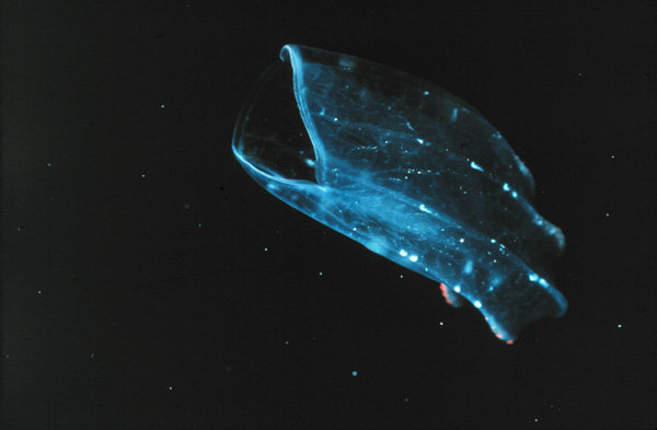 /dateien/mt33891,1217681164,comb jelly NOAA