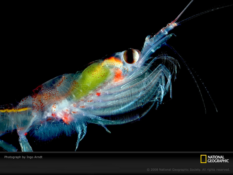 /dateien/mt33891,1218562213,translucent-krill-arndt-1151426-sw