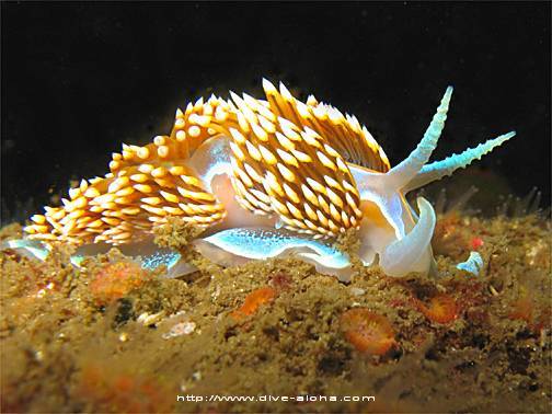 /dateien/mt33891,1220593392,Nudibranch