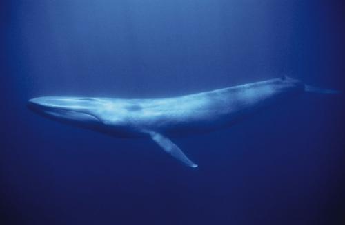 /dateien/mt33891,1221993209,blue whale