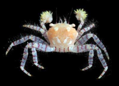 /dateien/mt33891,1221993355,crab-new-species-81