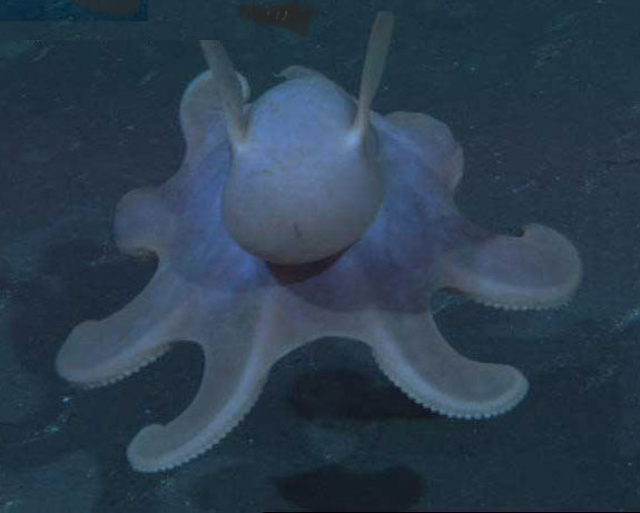 /dateien/mt33891,1222334914,W-grimpoteuthis2