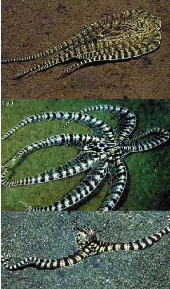 /dateien/mt33891,1222335412,20071031-Pharyngula-Indo-Malayan mimic octopus