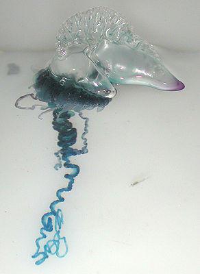 /dateien/mt33891,1225443621,292px-Portuguese Man-O-War (Physalia physalis)