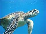 /dateien/mt33891,1226514036,seaturtle