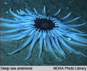 /dateien/mt33891,1227019395,DeepseaAnemone NOAA NCEAS web