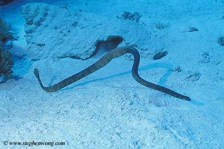 /dateien/mt33891,1228805184,Sea Snake Dubois Aipysurus duboisii 02 Coral Sea 070804