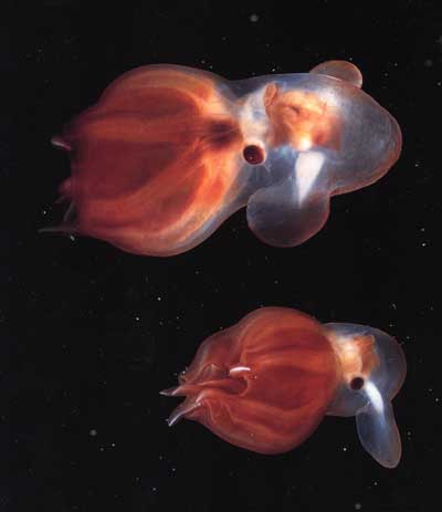 /dateien/mt33891,1229678285,deep sea squid