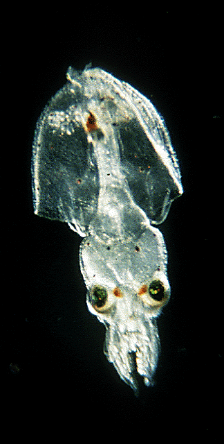 /dateien/mt33891,1230026439,squid larvae