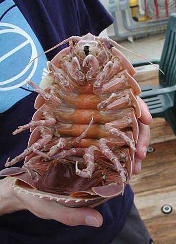 /dateien/mt33891,1232531397,GiantIsopod2