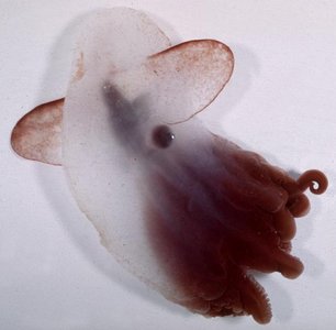 /dateien/mt33891,1232547430,grimpoteuthis.300a