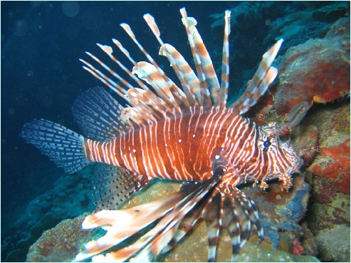 /dateien/mt33891,1232549888,lion fish-rotfeuerfisch