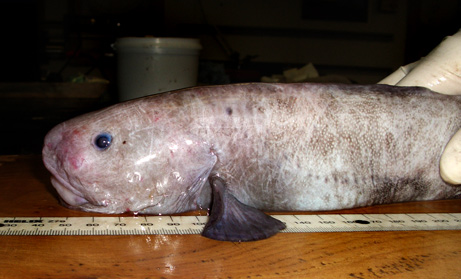 /dateien/mt33891,1233036842,weird-fish-antarctica