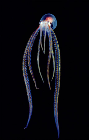 /dateien/mt33891,1233752636,translucent-pelagic-octopus-newbert-1145307-ga