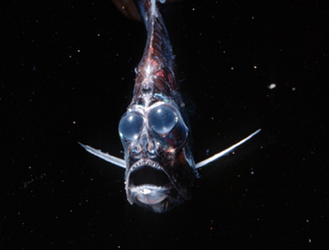 /dateien/mt33891,1234103854,hatchetfish-webklein