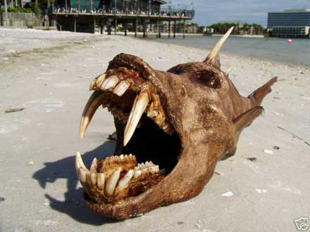 /dateien/mt33891,1234451212,tampa-sea-monster-1
