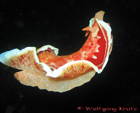 /dateien/mt33891,1236238210,hexabranchus-sanguineus