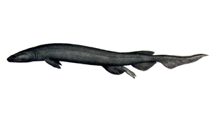 /dateien/mt33891,1236238798,300px-Chlamydoselachus anguineus 1906
