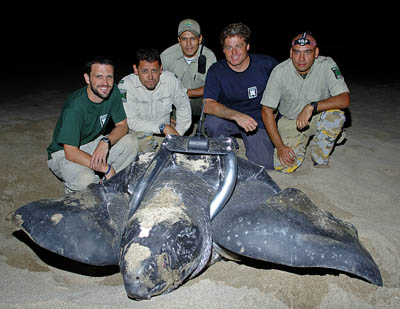 /dateien/mt33891,1236342841,Tagged turtle w ParkGuards c JBradley
