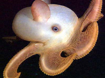 /dateien/mt33891,1242042132,grimpoteuthis